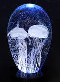 Jellyfish Twin Blue